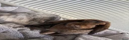 English Lop rabbits for sale: Rabbits - Advert 3