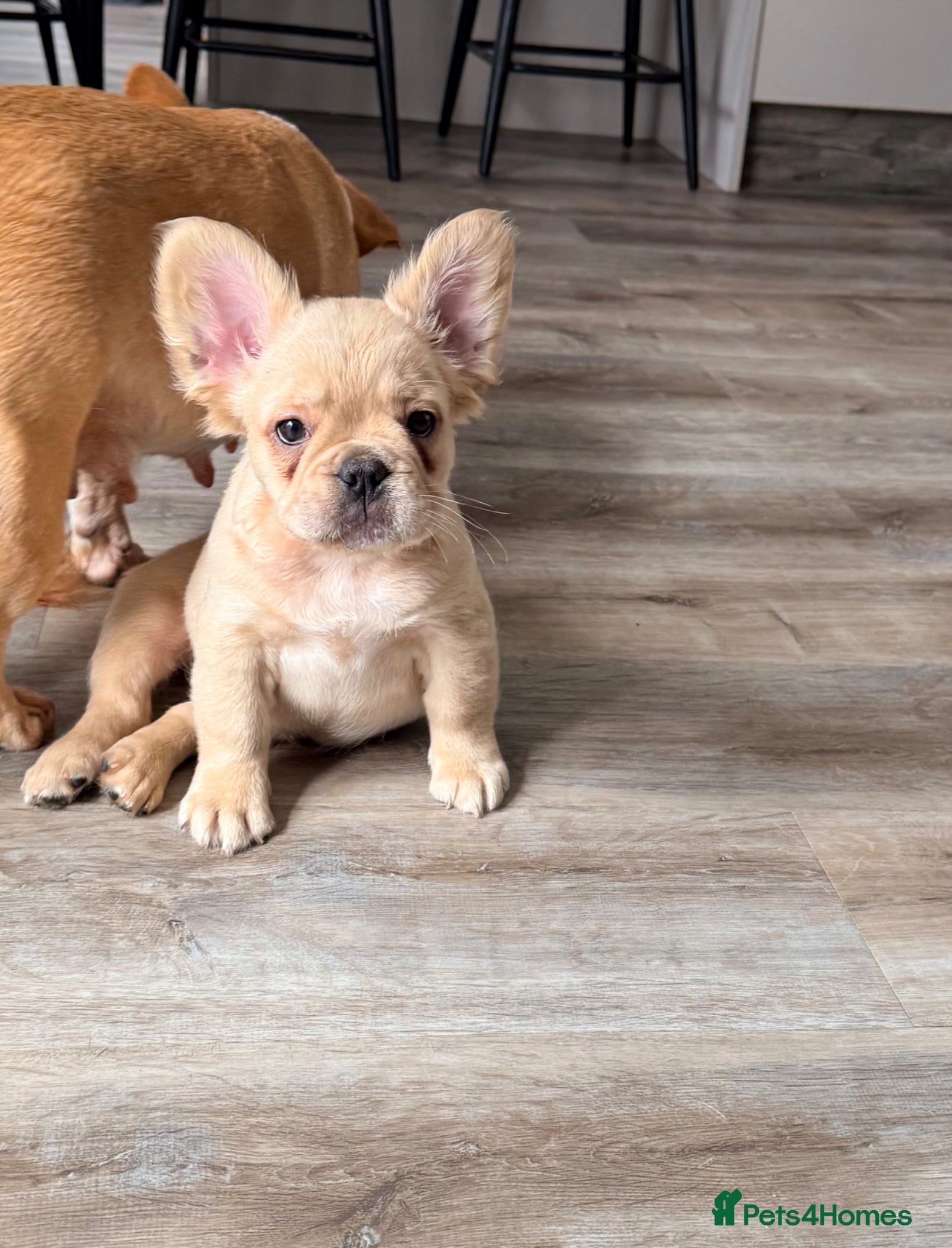 French Bulldog dogs Last female French Bulldog both vaccines complete - Advert 2