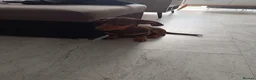Dachshund dogs for sale: Dachshund Puppy - Advert 7