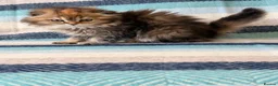 Scottish Fold cats for sale: Beautiful pedigree Scottish fold kittens - Advert 8