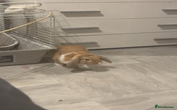 Harlequin rabbits for sale: Male rabbit needing a new home - Image 5