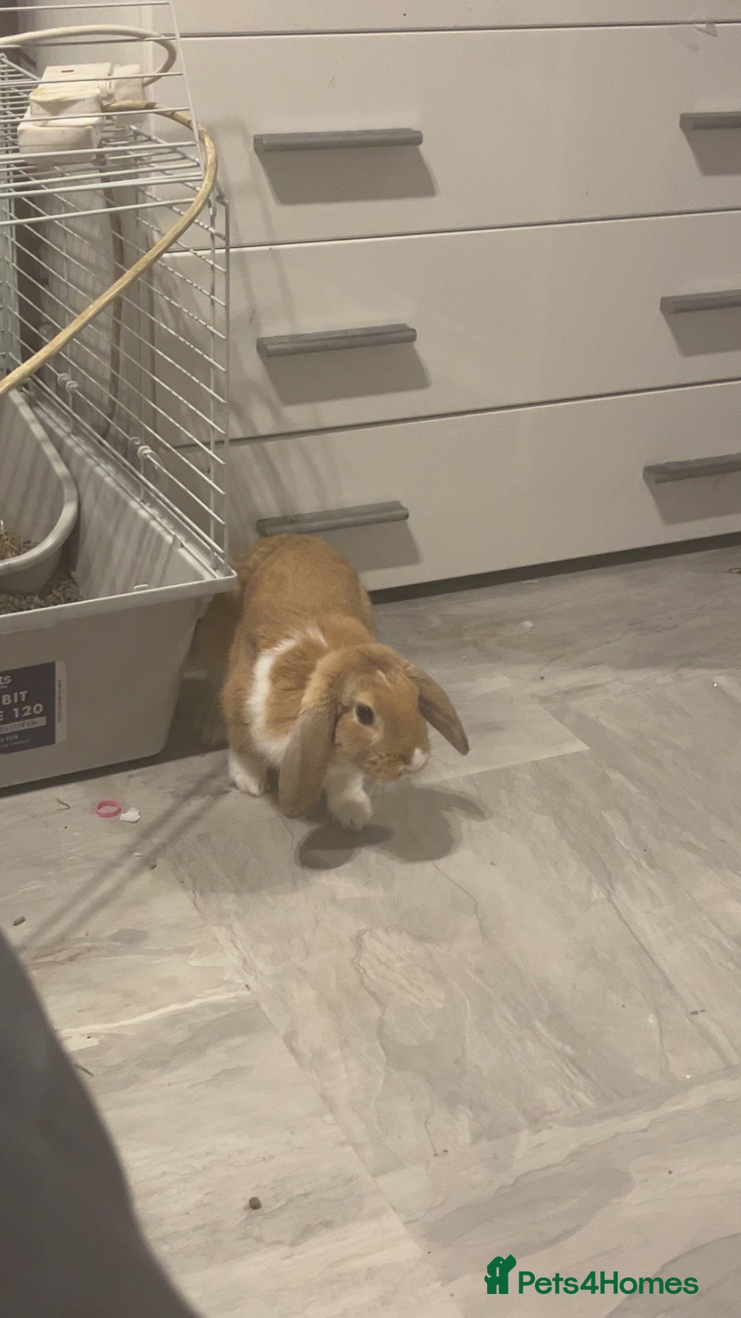 Harlequin rabbits for sale: Male rabbit needing a new home - Image 5