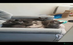 Russian Blue cats for sale: 5 Pure Pedigree Russian Blue Kittens *LAST MALE* - Image 4