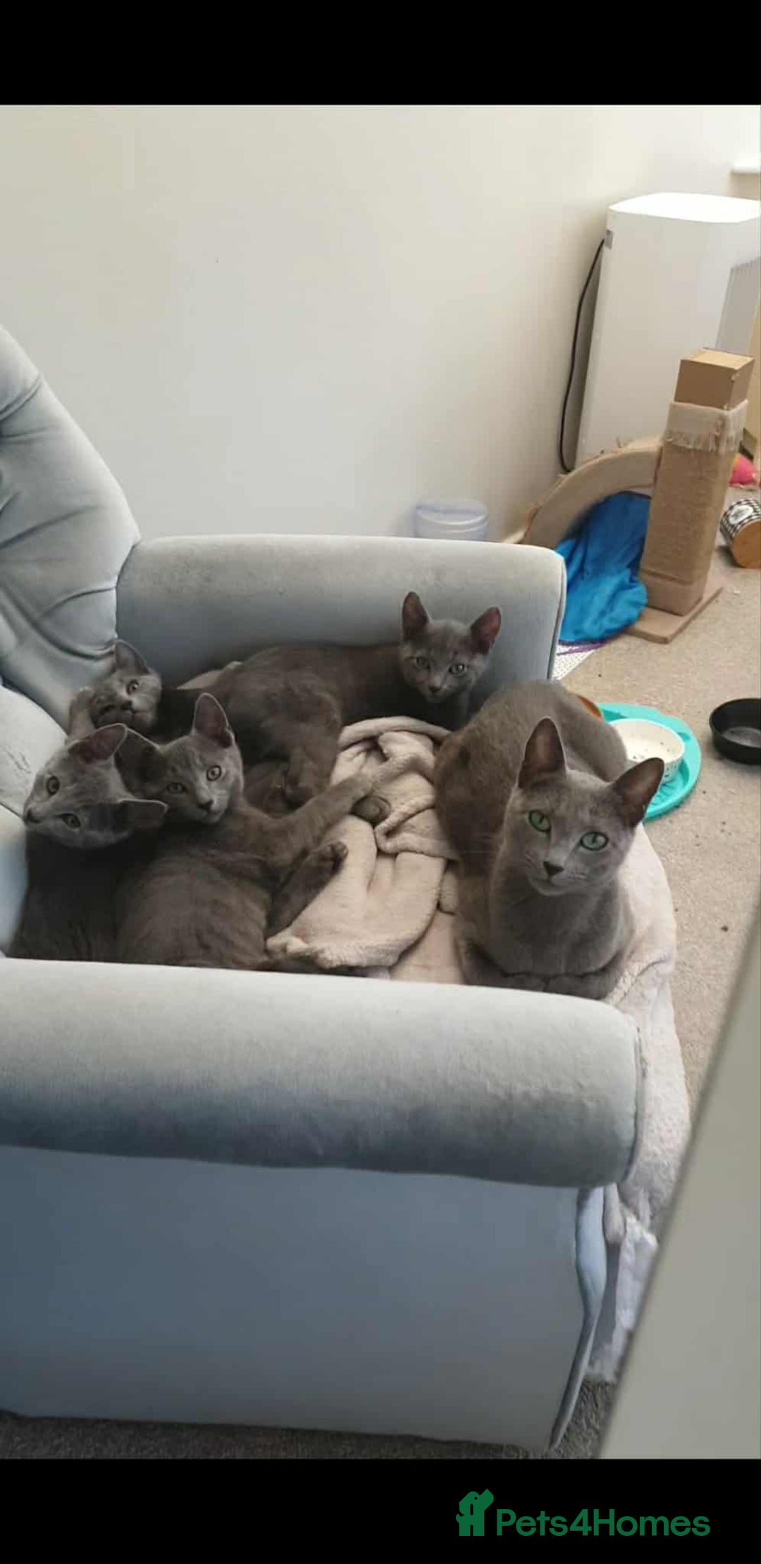 Russian Blue cats for sale: 5 Pure Pedigree Russian Blue Kittens *LAST MALE* - Image 4