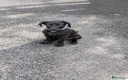 Mixed Breed dogs for sale: Canecorso cross lab - Image 1