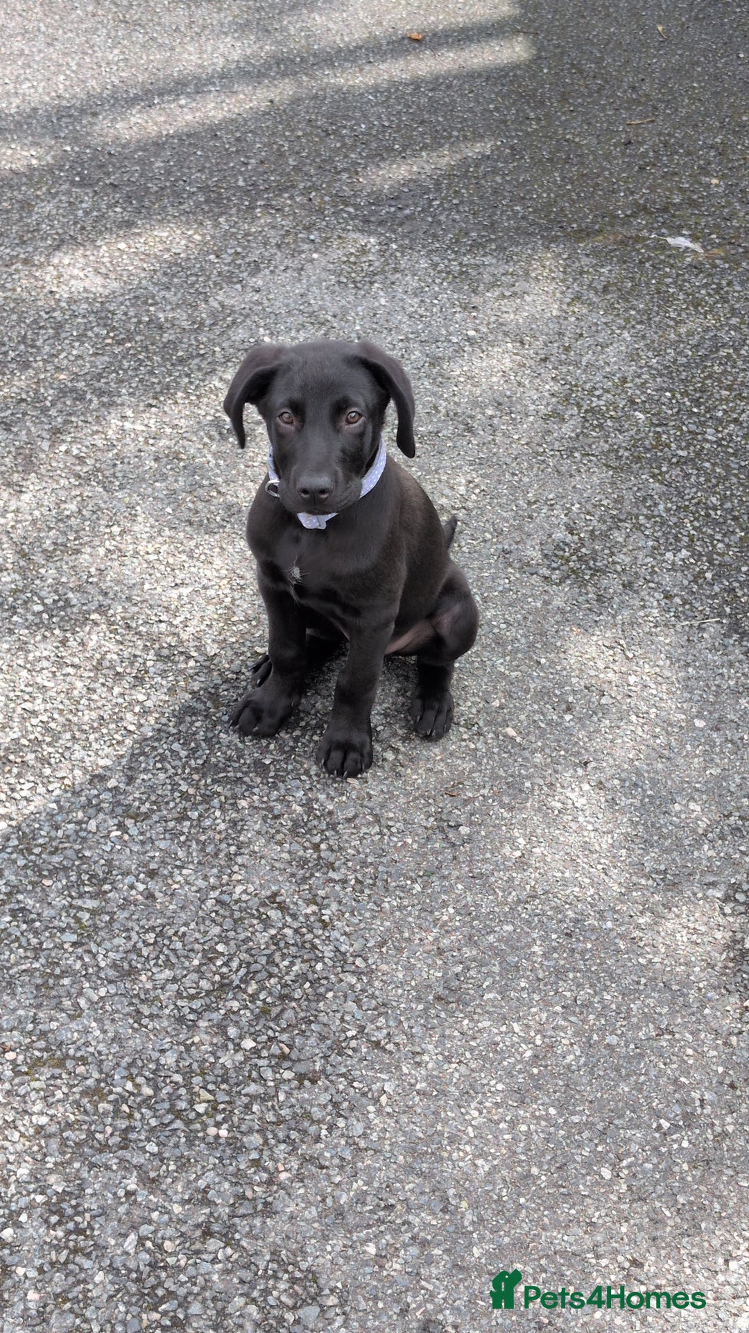 Mixed Breed dogs for sale: Canecorso cross lab - Image 1