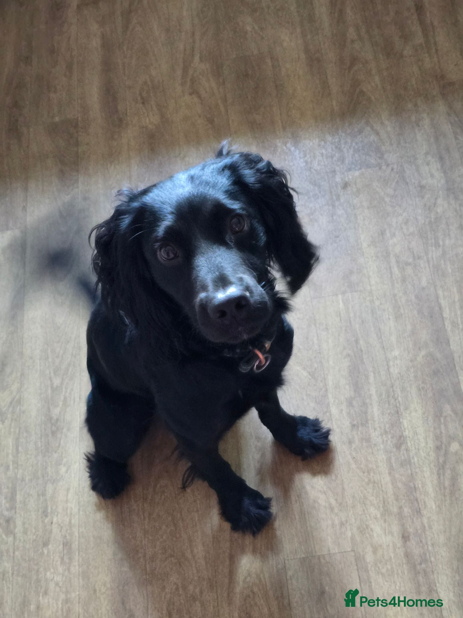 Cockerdor dogs Cooper - Advert 18