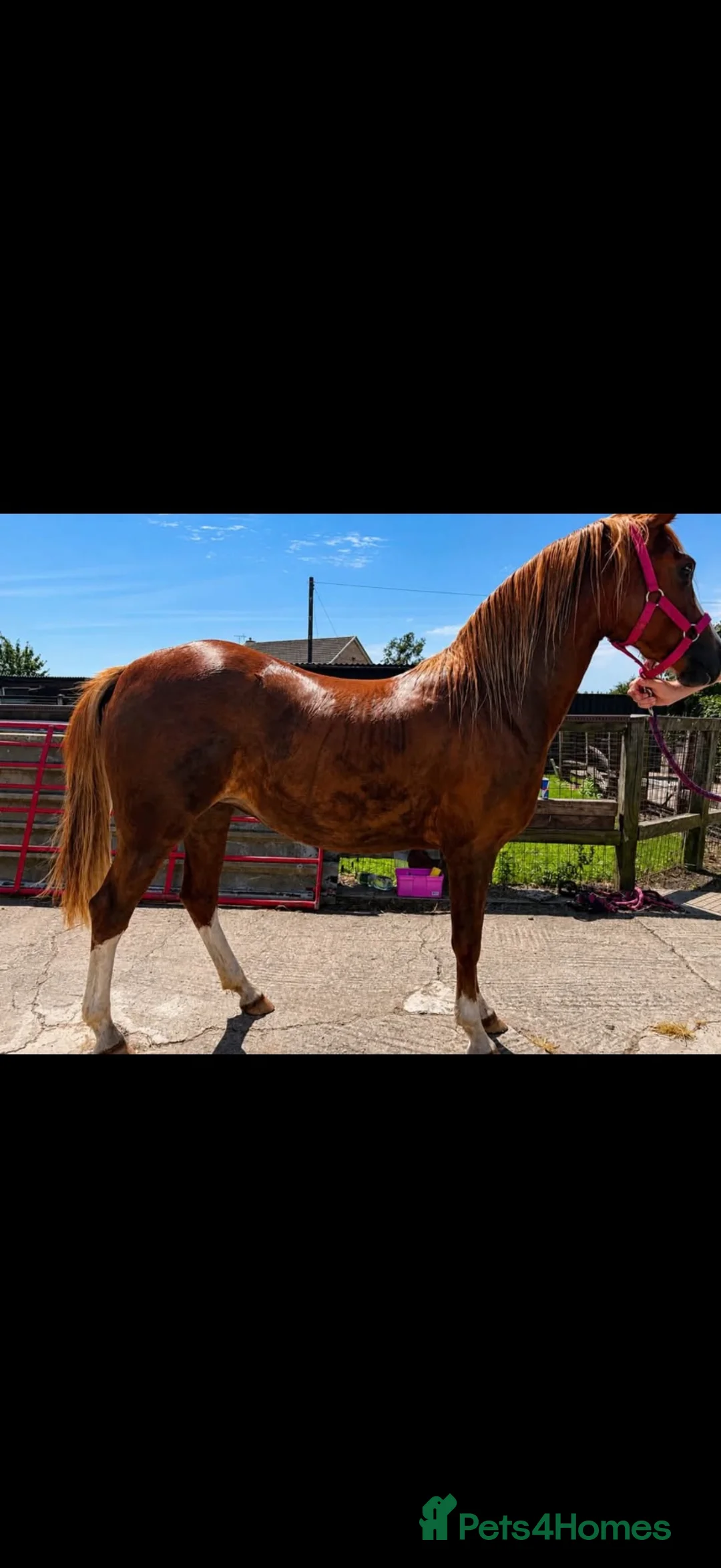 Welsh Section B horses for sale: Welsh section B filly  - Advert 9