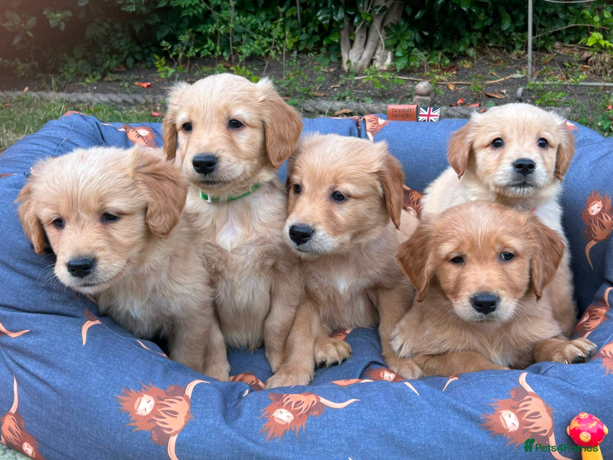 Golden Retriever dogs PERFECT LITTER KC REG HEALTH TESTED GOLDENS - Advert 2