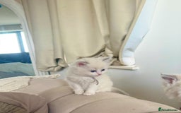 Ragdoll cats for sale: Beautiful Ragdoll Kittens – Stunning & Ready Soon - Image 14