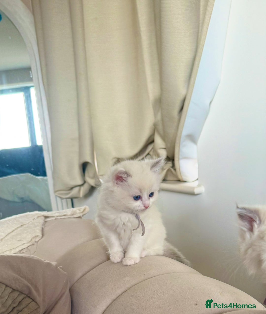 Ragdoll cats for sale: Beautiful Ragdoll Kittens – Stunning & Ready Soon - Image 14