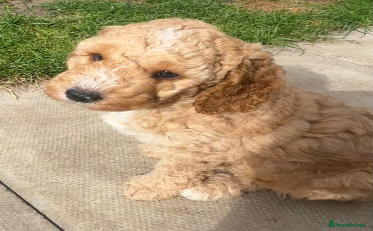 Cockapoo dogs - Advert 9