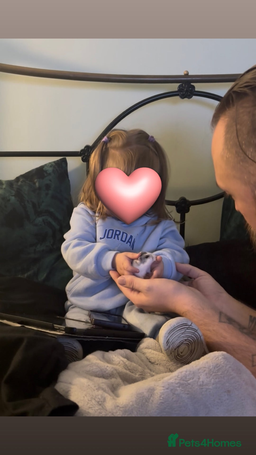 Hamster rodents for sale: 🐹 Sweet Tame Hamster! 🐹 - Advert 3