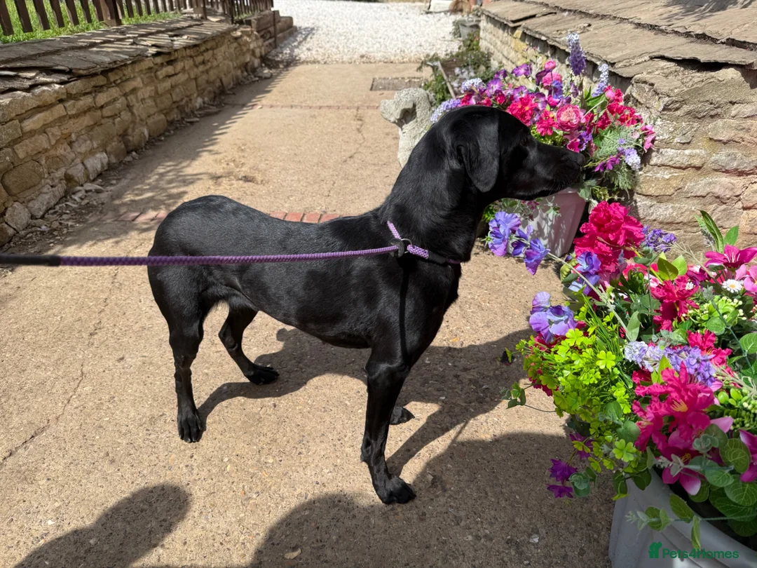 Labrador Retriever dogs for sale: Fully health tested labrador puppies  - Advert 1