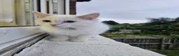 Ragdoll cats for sale: Ragdolls  - Advert 4