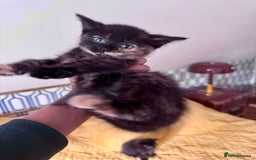 British Shorthair cats for sale: Pure British Shorthair Kittens Ready Now! - Image 5