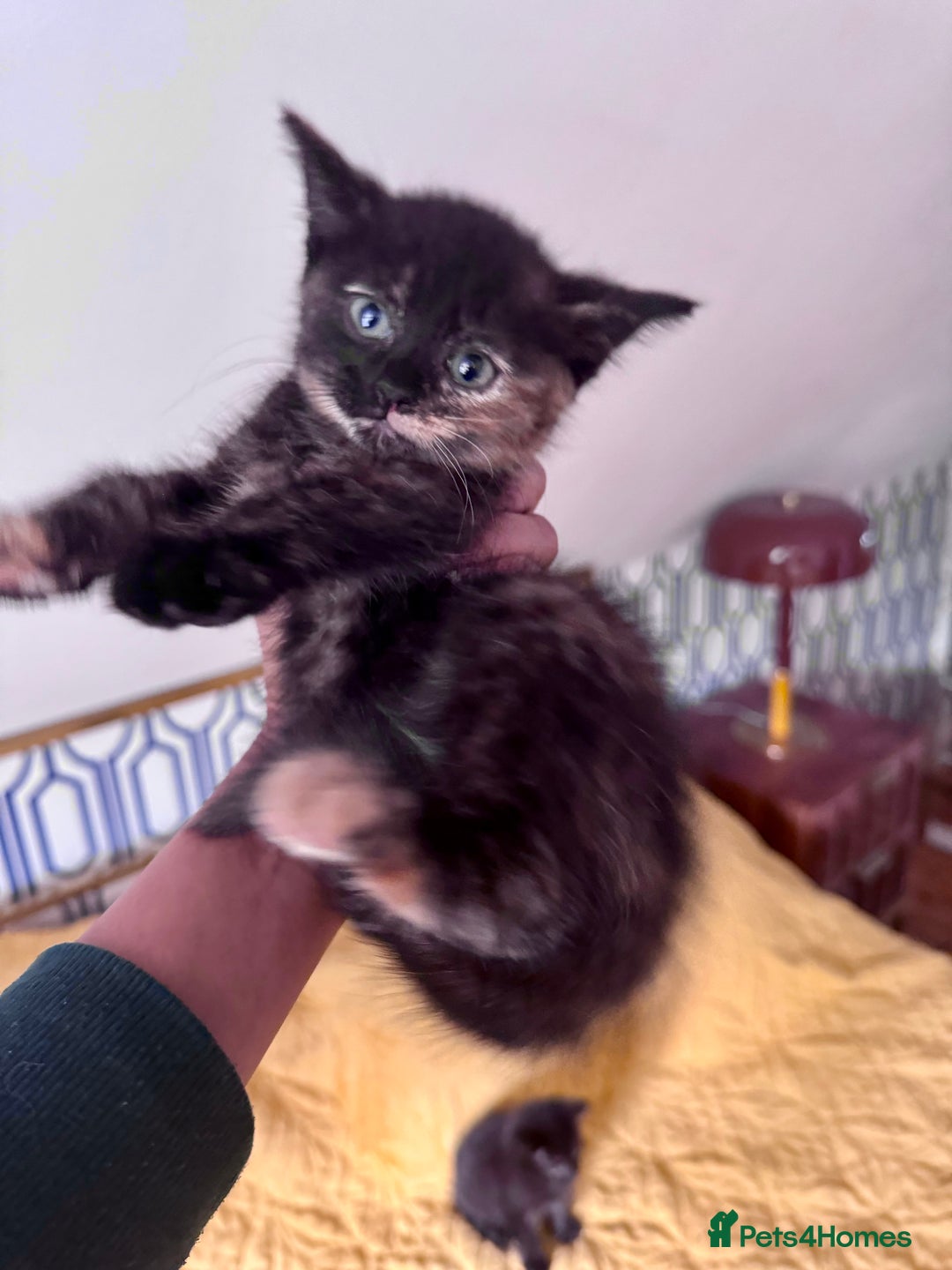 British Shorthair cats for sale: Pure British Shorthair Kittens Ready Now! - Image 5