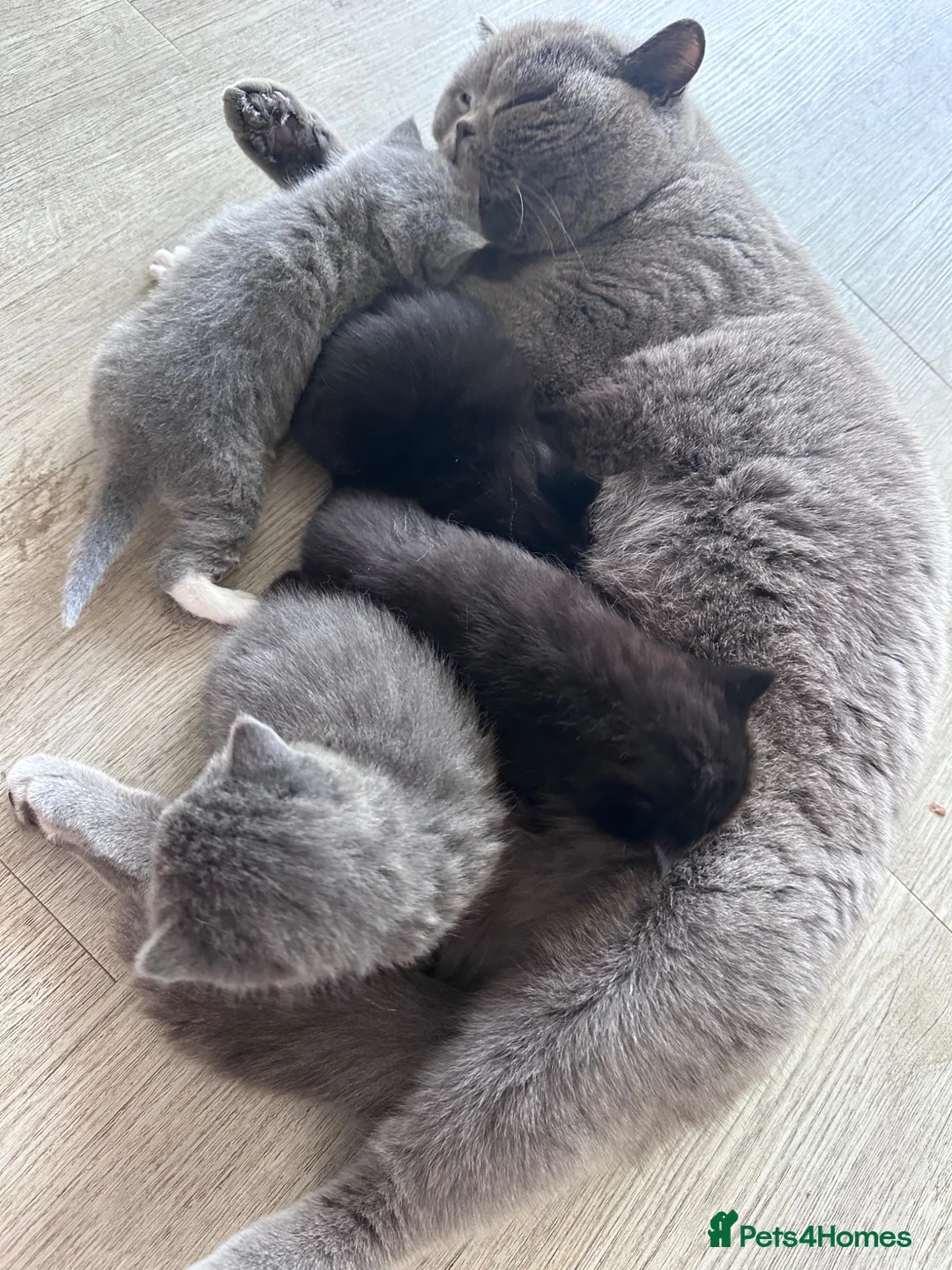 Mixed Breed cats for sale: Half British short hair kittens  - Advert 2