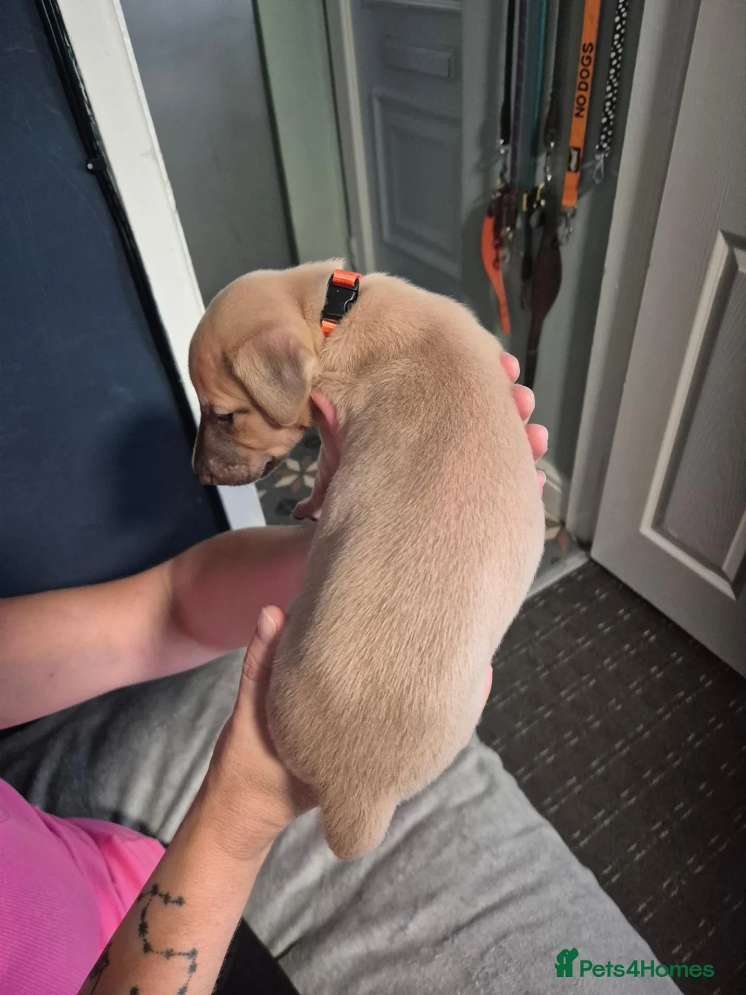 Whippet dogs for sale: K.c whippet  - Advert 7