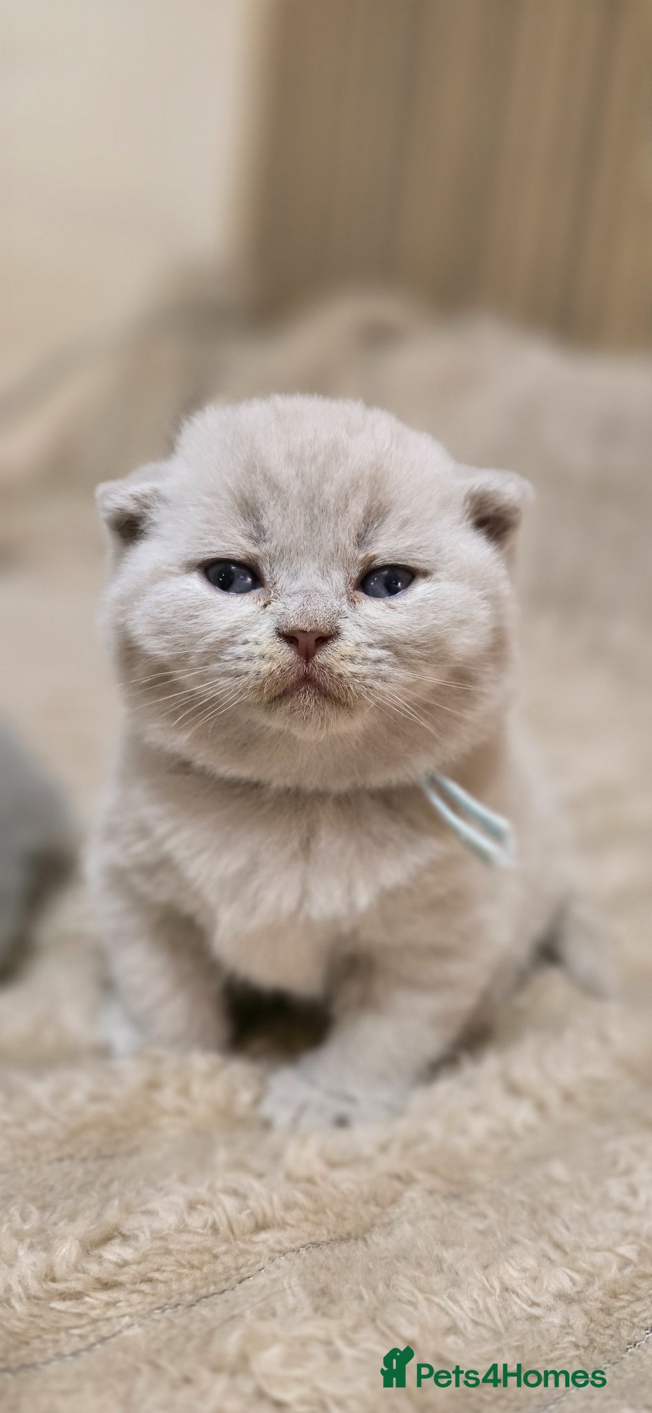 British Shorthair cats Championship Lines Bridgerton Litter - Advert 17