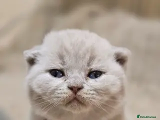 British Shorthair cats Championship Lines Bridgerton Litter - Advert 17