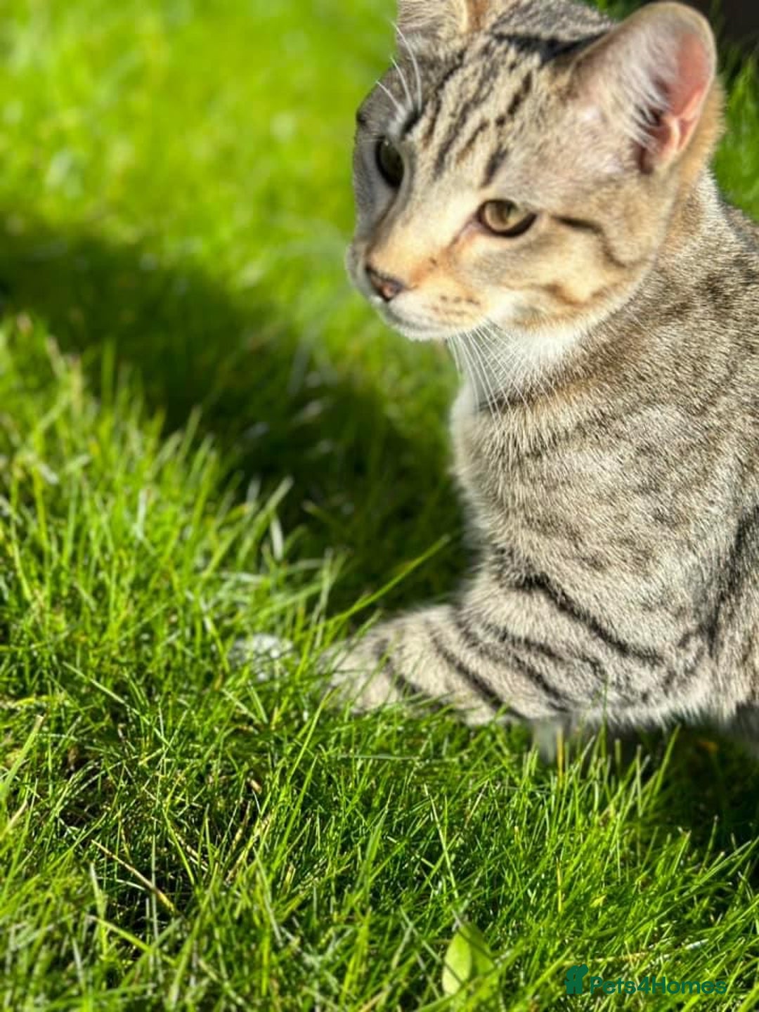 British Shorthair cats for sale: Loki Short Hair Tabby with white Chest - Advert 3