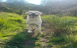 Labrador Retriever dogs for stud: Proven Yellow Labrador Gundog Stud - health tested in Chorley - Image 7