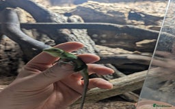 Iguana reptiles for sale: Ctenosaura pectinata Mexican spiny tail iguana  - Image 3