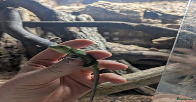 Iguana reptiles - Advert 5