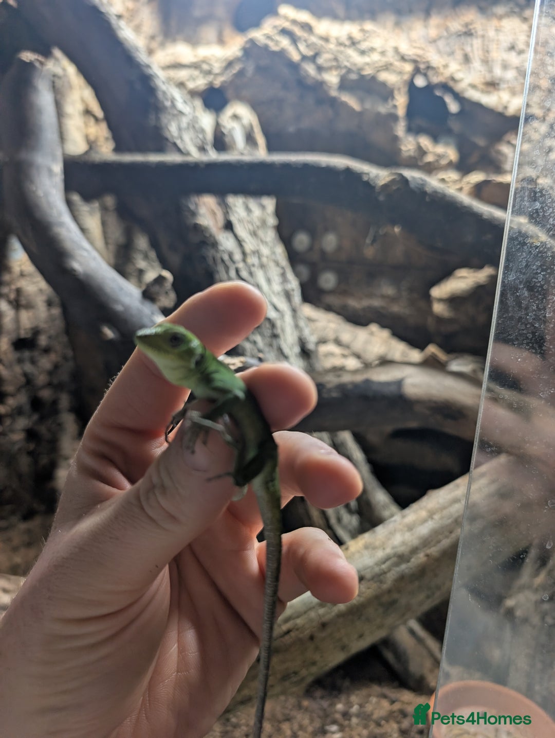 Iguana reptiles for sale: Ctenosaura pectinata Mexican spiny tail iguana  - Image 3