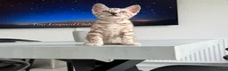 Bengal cats for sale: Stunning Snow Mink and Sepia TICA Pedigree Bengals - Advert 4