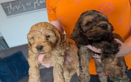 Cockapoo dogs for sale: F1 Toy Cockapoos - Image 22