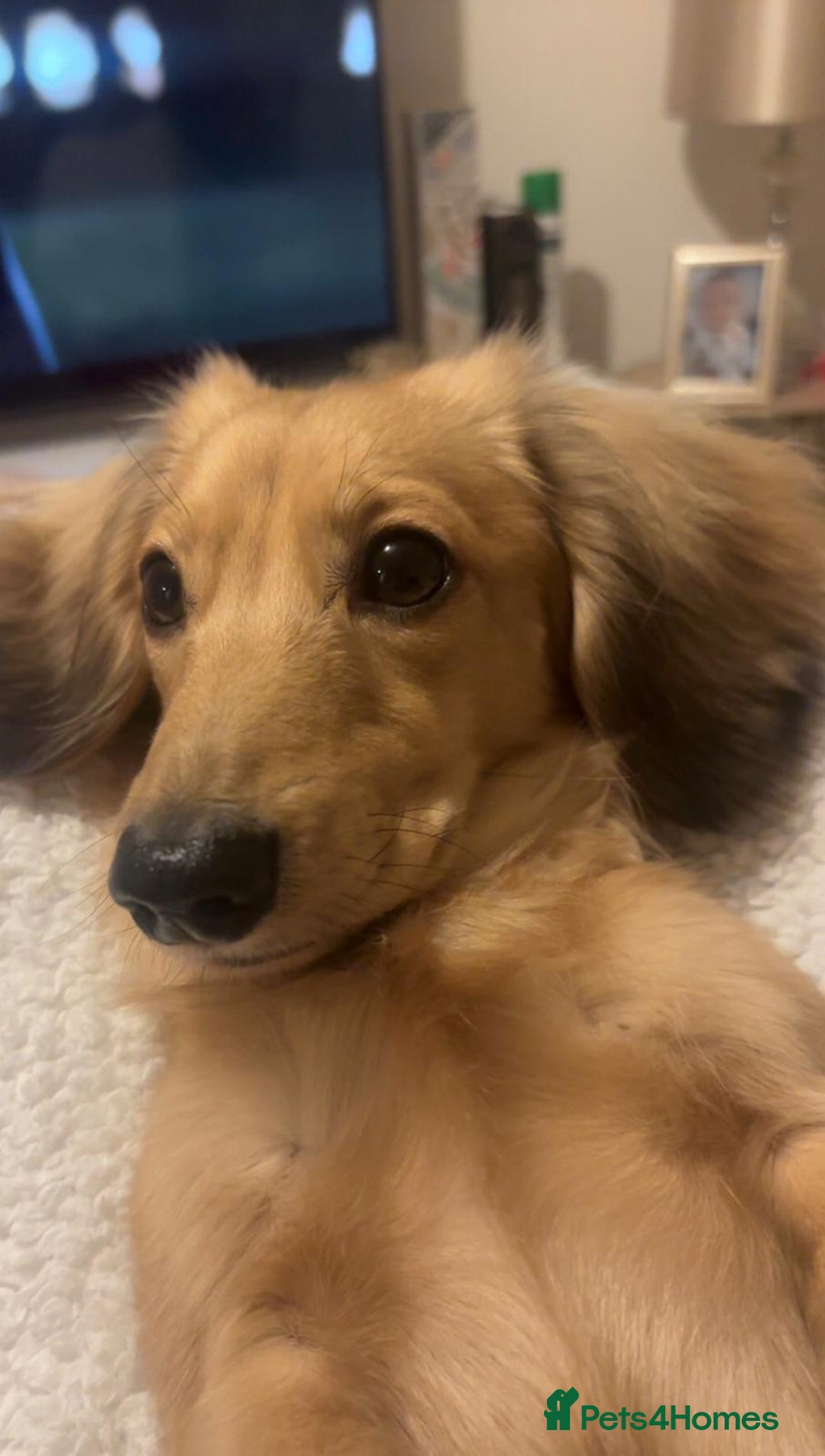 Miniature Dachshund dogs for sale: Miniature dashund puppies  - Advert 13