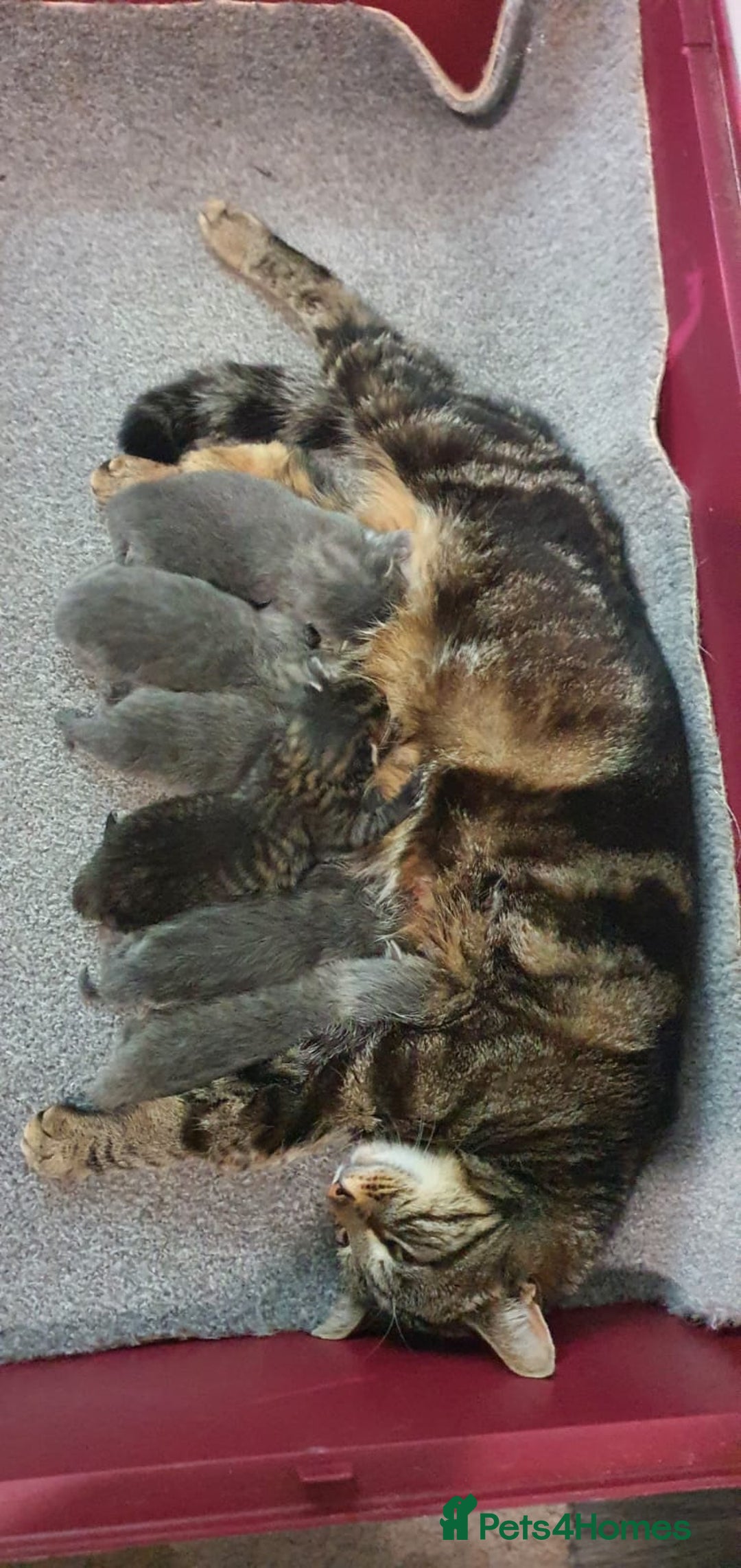 Mixed Breed cats for sale: Six gorgeus kittens  - Image 7