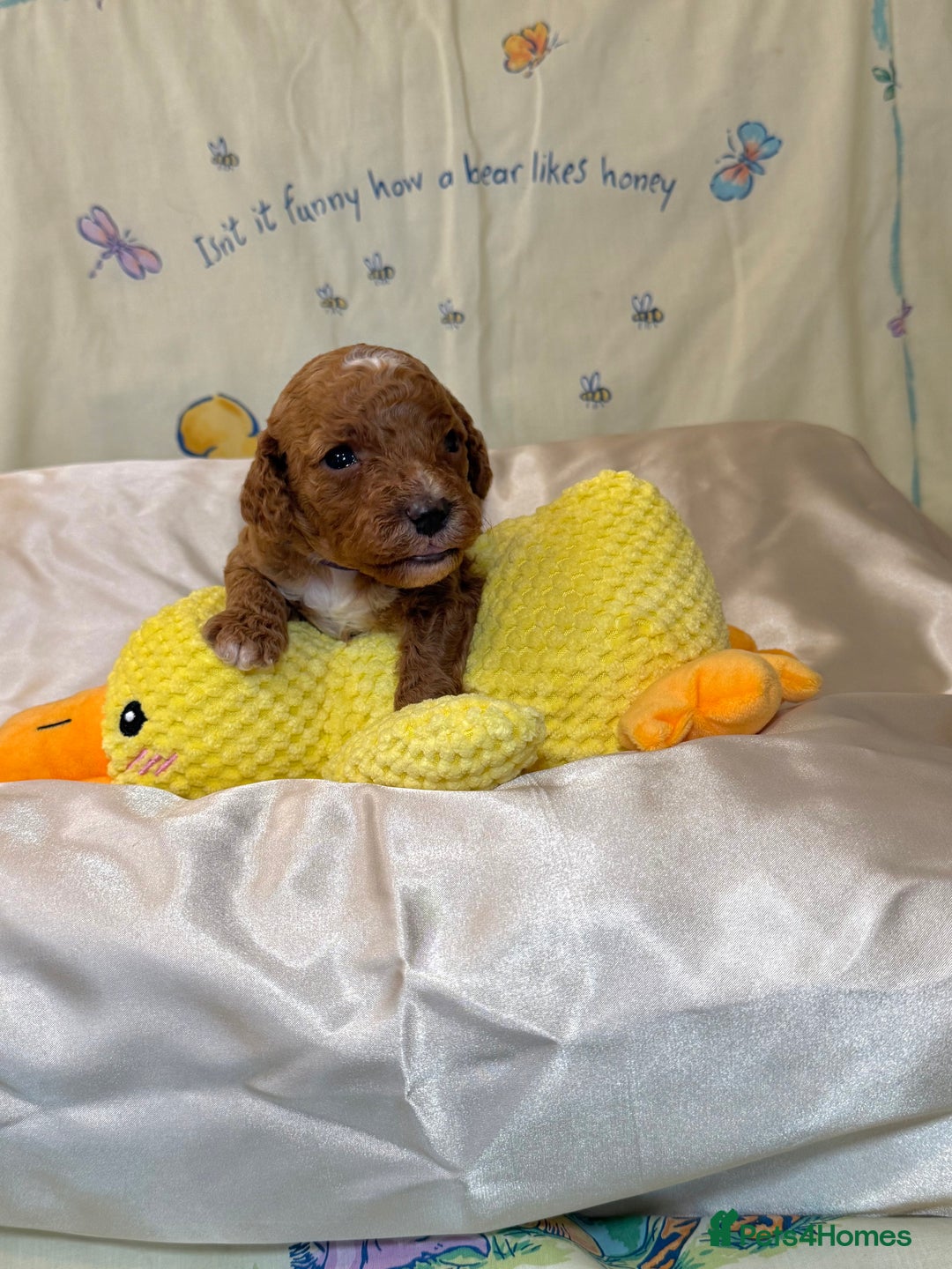 Cavapoo dogs for sale: 6 Cute Cavapoo puppies 6 - ready for homes in feb  - Advert 17