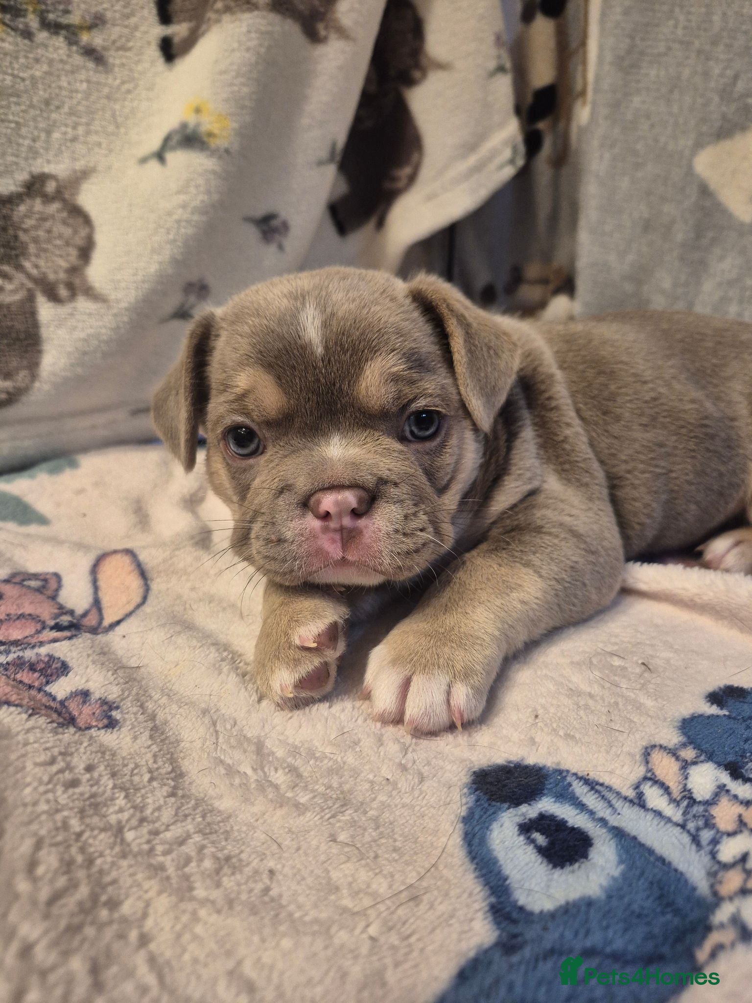 French Bulldog dogs Last frenchie boy - Advert 1