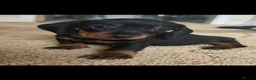 Dachshund dogs for sale: 2 Beautiful Dachshund Puppies Left - Advert 1