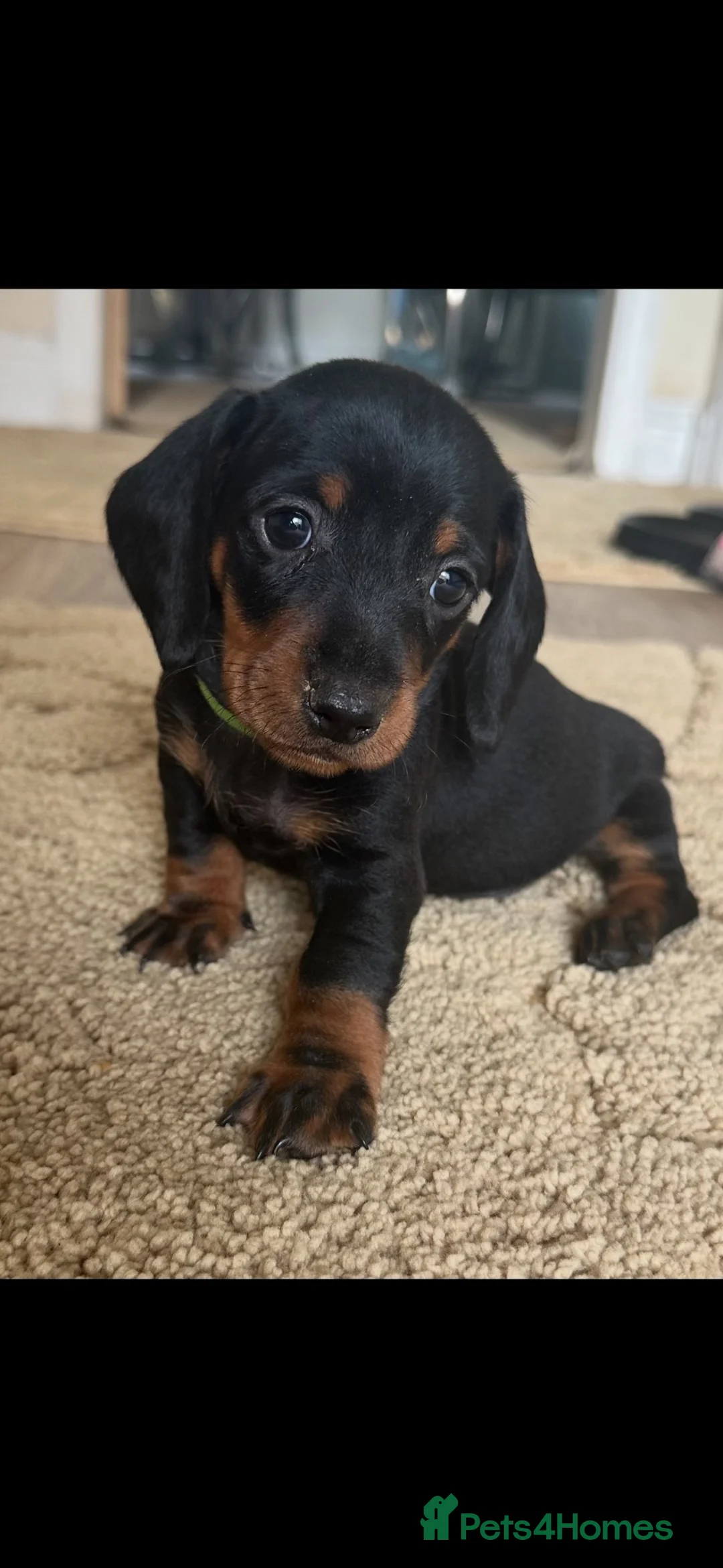 Dachshund dogs for sale: 2 Beautiful Dachshund Puppies Left - Advert 1