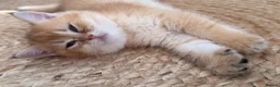 British Shorthair cats for sale: Two NY12 girls Available  - Advert 1