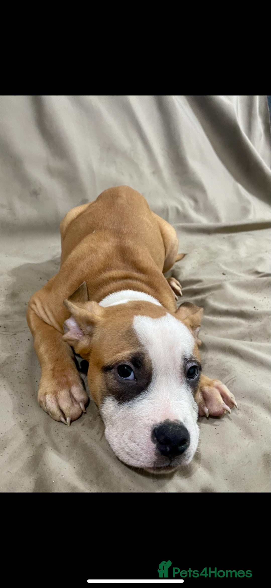 American Bully dogs for sale: American pocket bully puppies ready to go - Advert 2