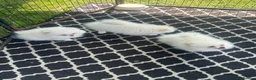 Pomeranian dogs for sale: pomarain pups - Advert 11