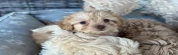 Jackapoo dogs for sale: Beautiful Jackapoos for sale  - Advert 9
