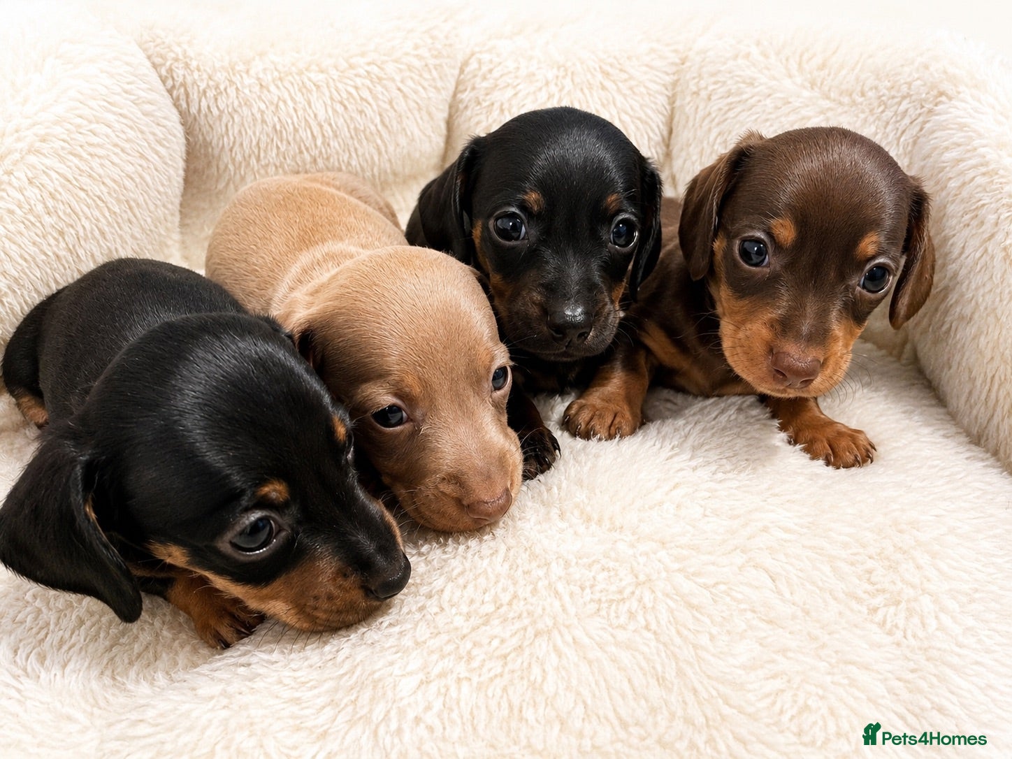 Miniature Dachshund dogs Beautiful Miniature dachshunds  - Advert 1