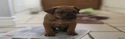 Rhodesian Ridgeback dogs for sale: KC Registered Rhodesian Ridgeback Puppies in Walsall - Advert 4