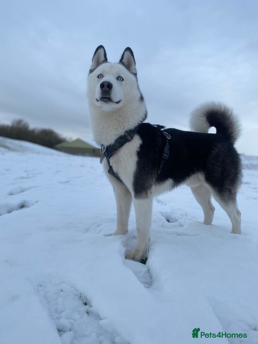 Siberian Husky dogs for stud: Stunning Blue eye Sibrian Husky for Stud  in Liverpool - Image 19