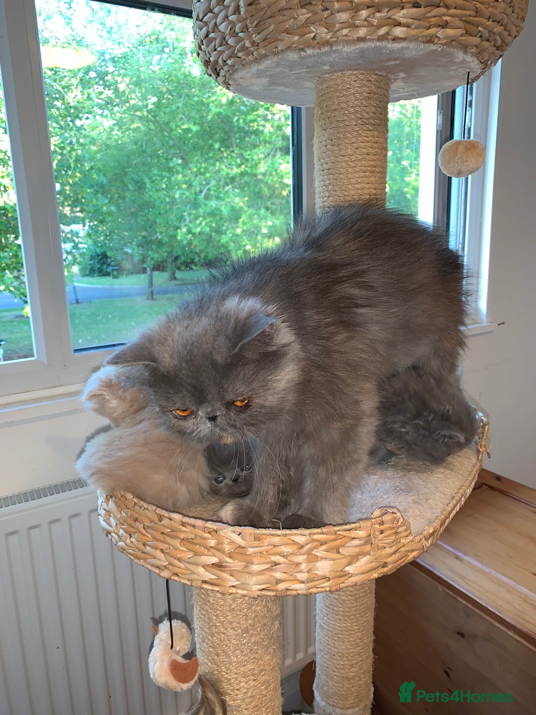Persian cats for sale: *5 Generations Pedigree Persian Kittens - Image 16