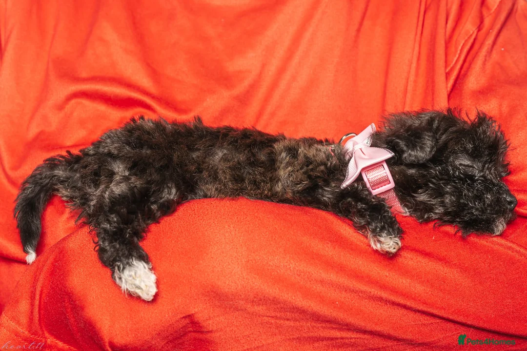 Bichon Frise dogs for sale: Bichon puppies for sale  - Advert 2