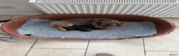 Border Terrier dogs for sale: Magnificent quality border terriers  - Advert 20