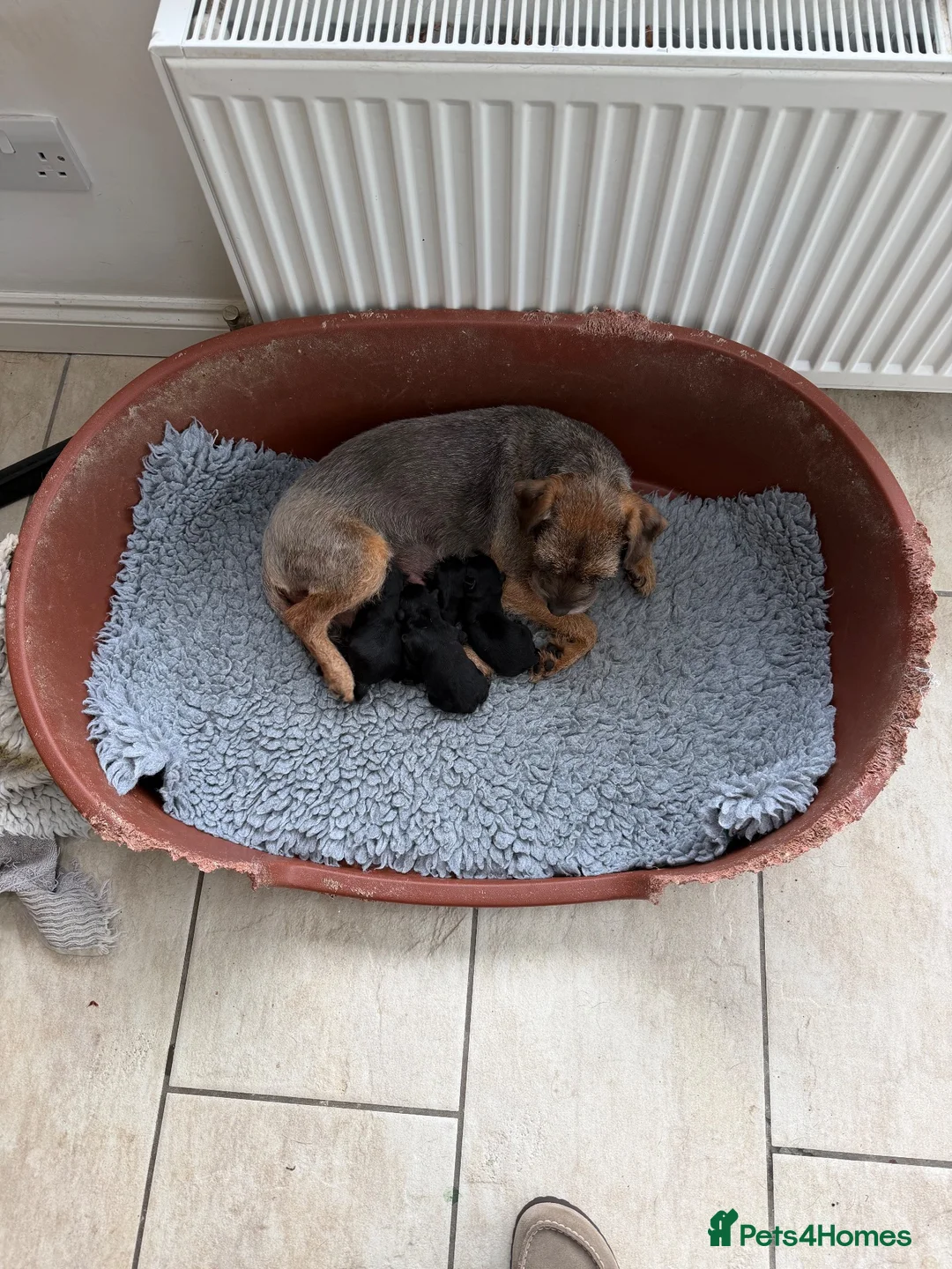 Border Terrier dogs for sale: Magnificent quality border terriers  - Advert 20