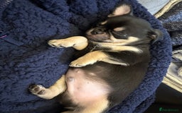 Chug dogs for sale: Chug male  - Image 5